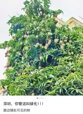 深圳路边毒物大爆发